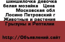 шиншилочка девочка белая мозайка › Цена ­ 1 500 - Московская обл., Лосино-Петровский г. Животные и растения » Грызуны и Рептилии   